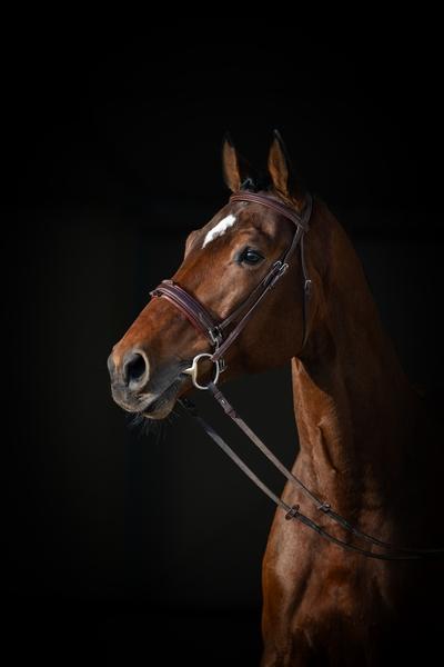 sil-vous-plait-van-het-schaeck-1