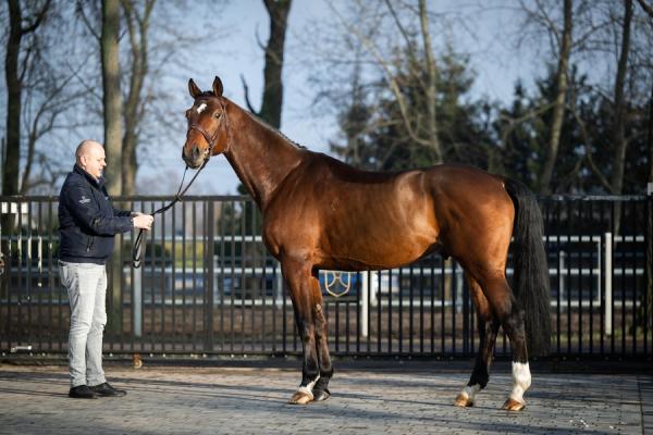 sil-vous-plait-van-het-schaeck-3